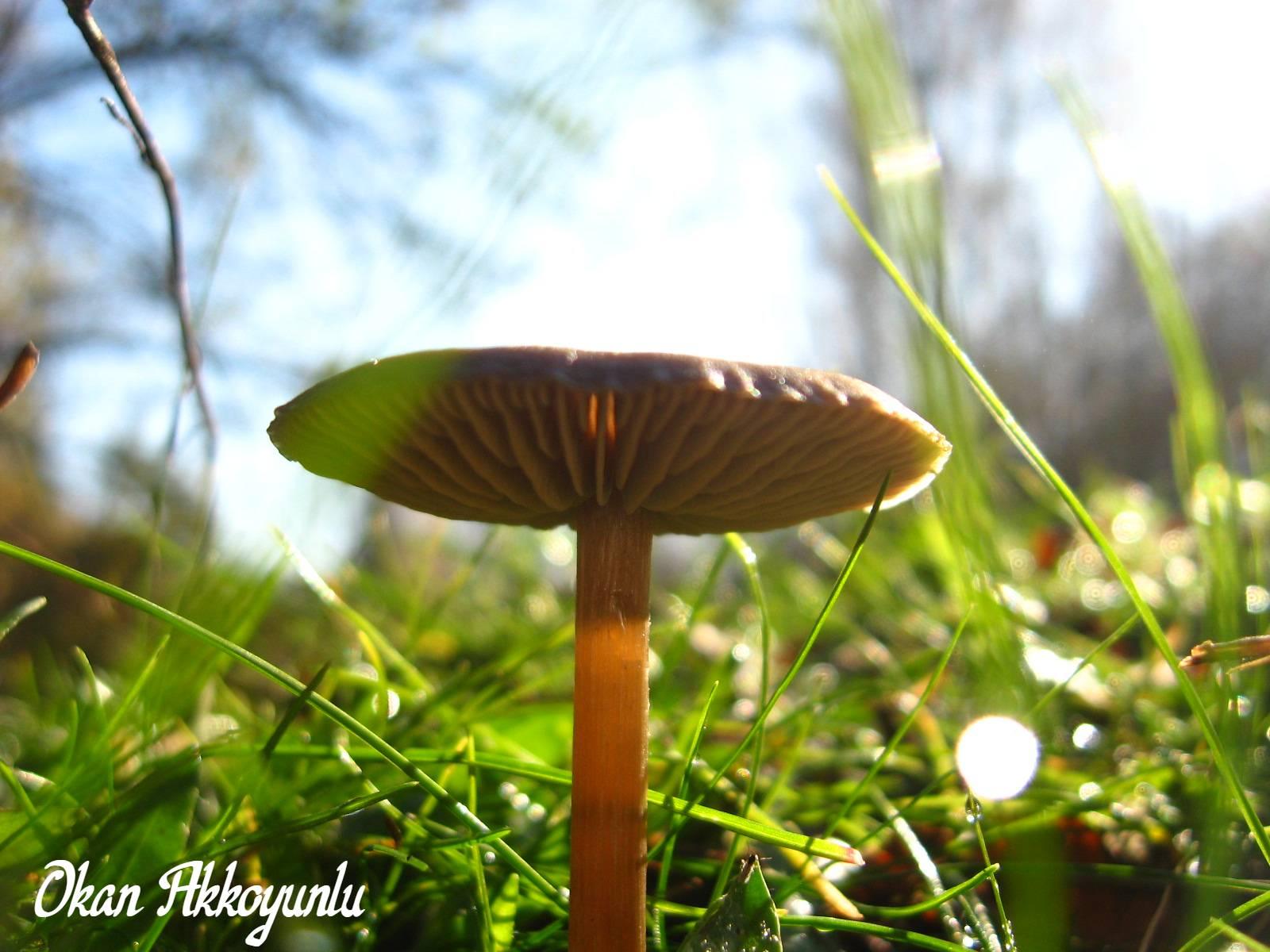 Bitkisel Bir Söyleşi / 9. Bölüm