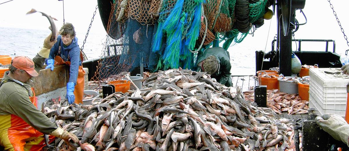 Aşırı avlanma okyanusları nasıl tehdit ediyor?