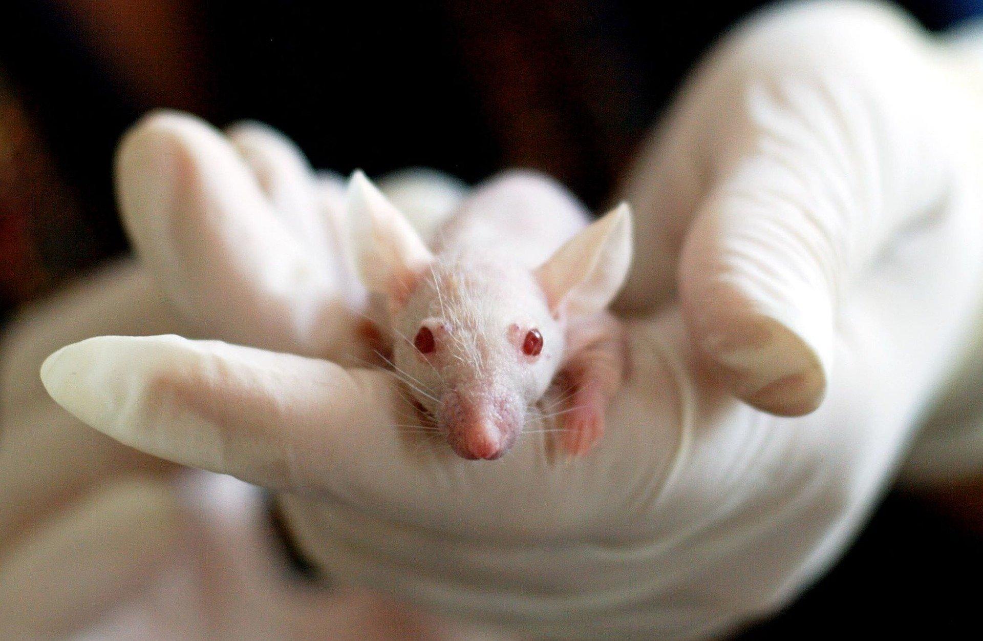 Why animal testing should be banned?