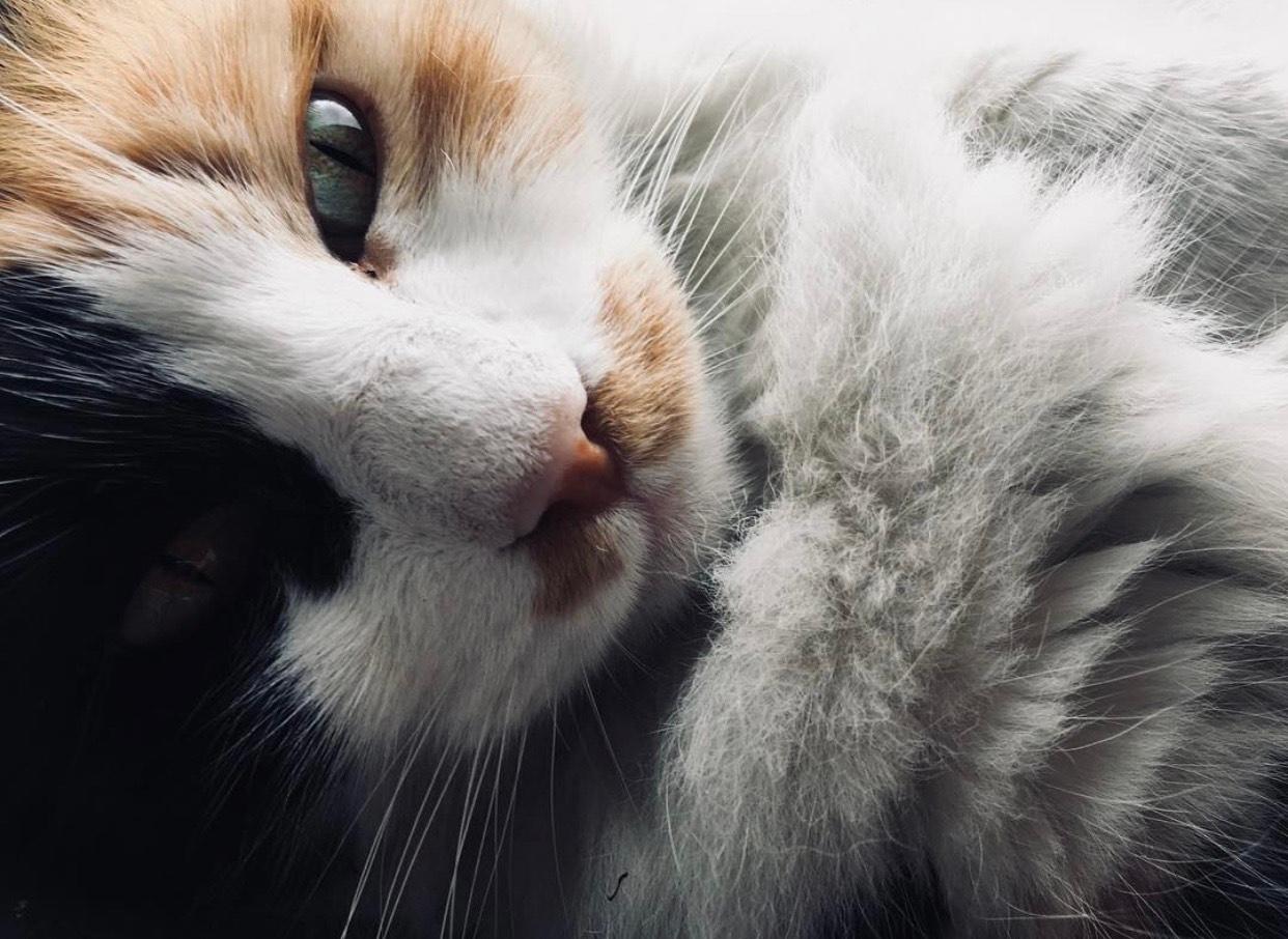 Kediler İçin Zararlı Olan Bitki ve Çiçekler