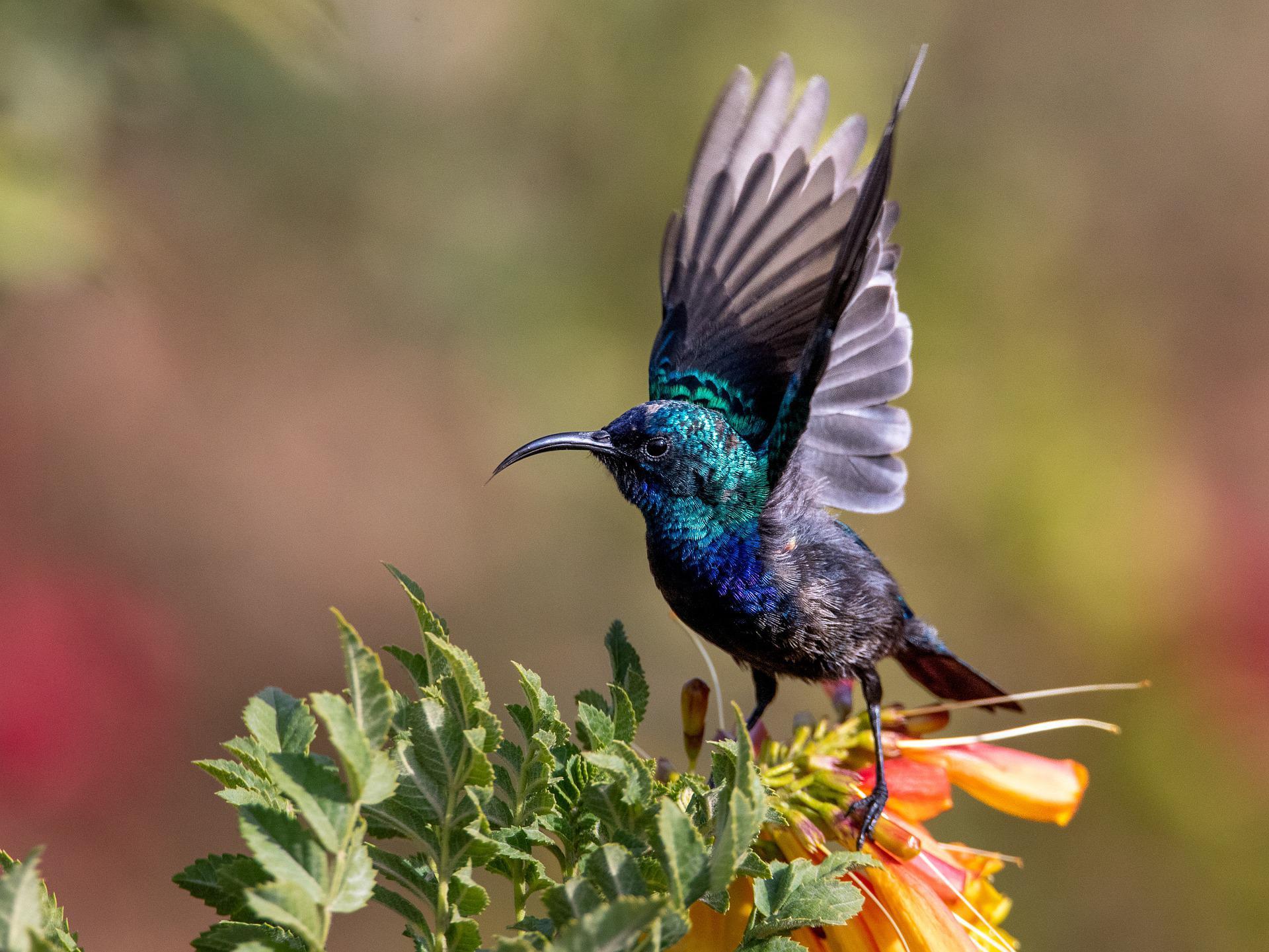 Sinek Kuşları neden bu kadar eşsizler?