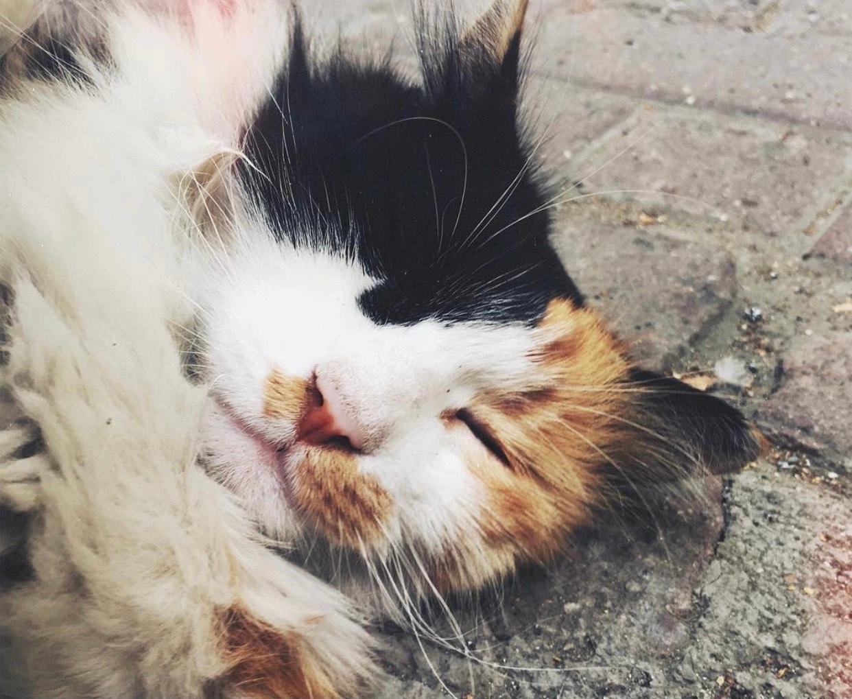 Kedilere Asla Verilmemesi Gereken Yiyecekler