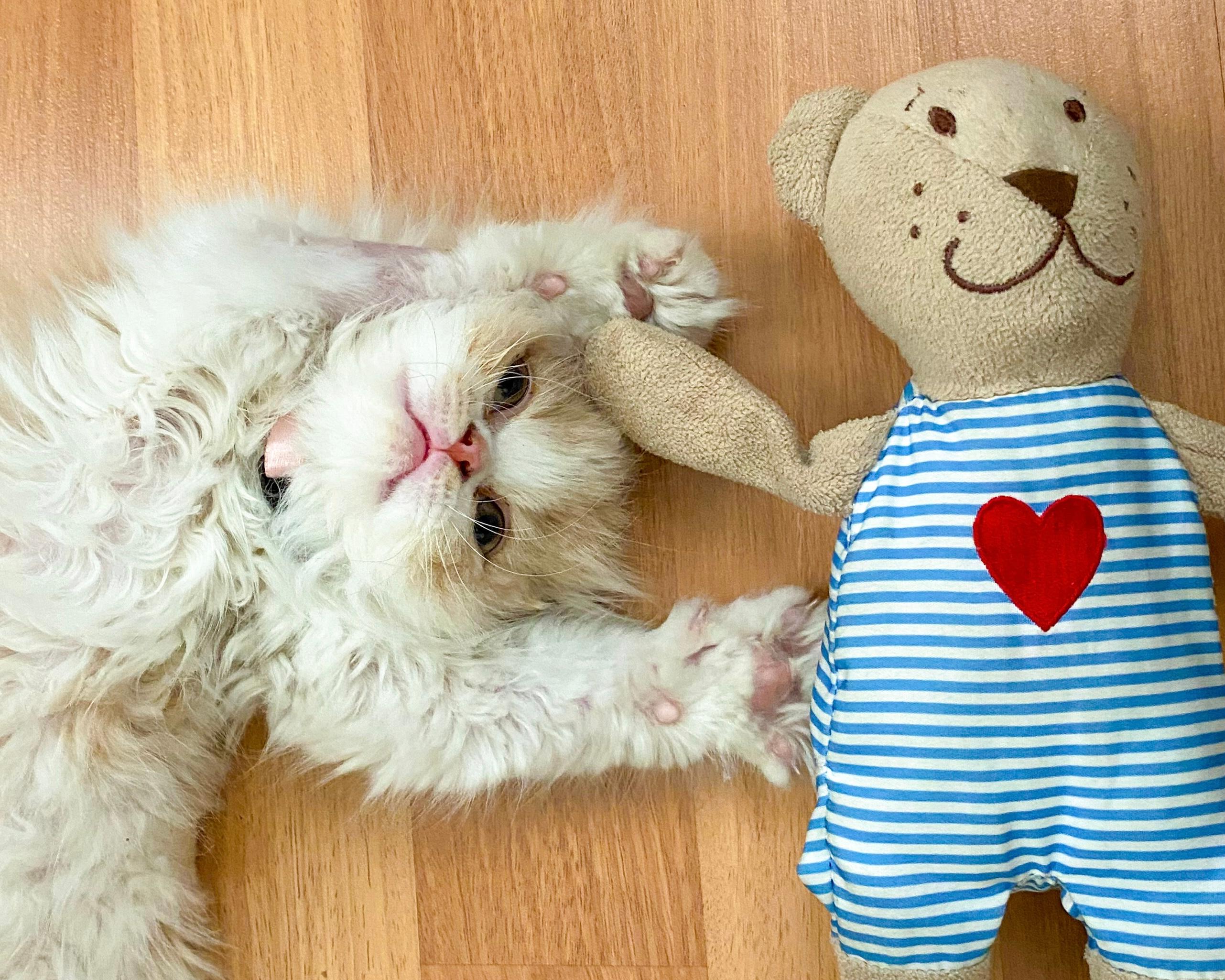 Kedilerde hamilelik süresi