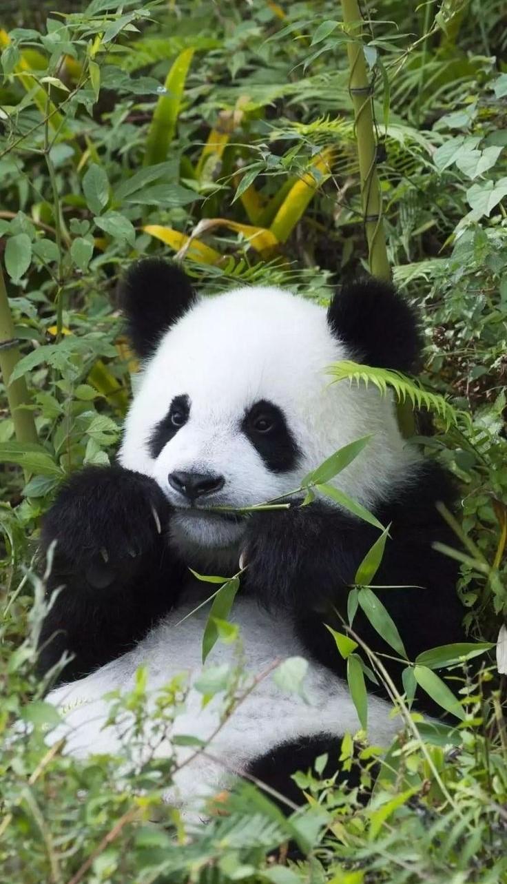 Hayvanlar Aleminin Sevimli Canlıları: Pandalar