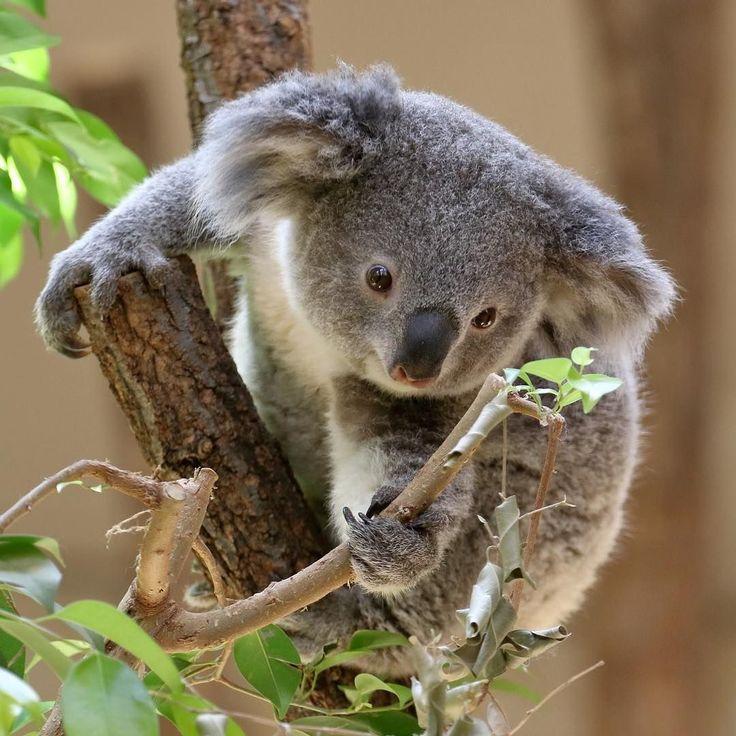Koalalar