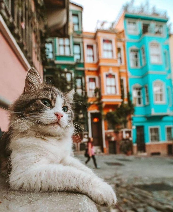 Sokak Hayvanları İçin Neler Yapabiliriz?