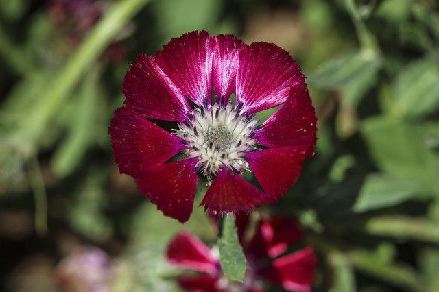 Ankaralı Bir Çiçek: Sevgi Çiçeği