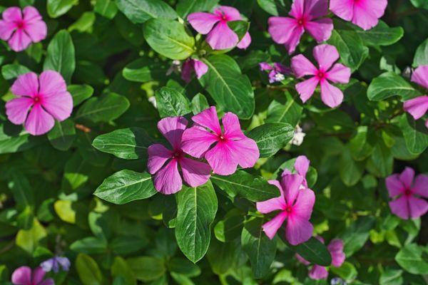 Ölümcül Güzel: Cezayir Menekşesi