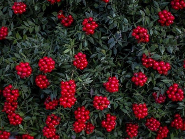 Kokina: Yılbaşının Uğurlu Çiçeği