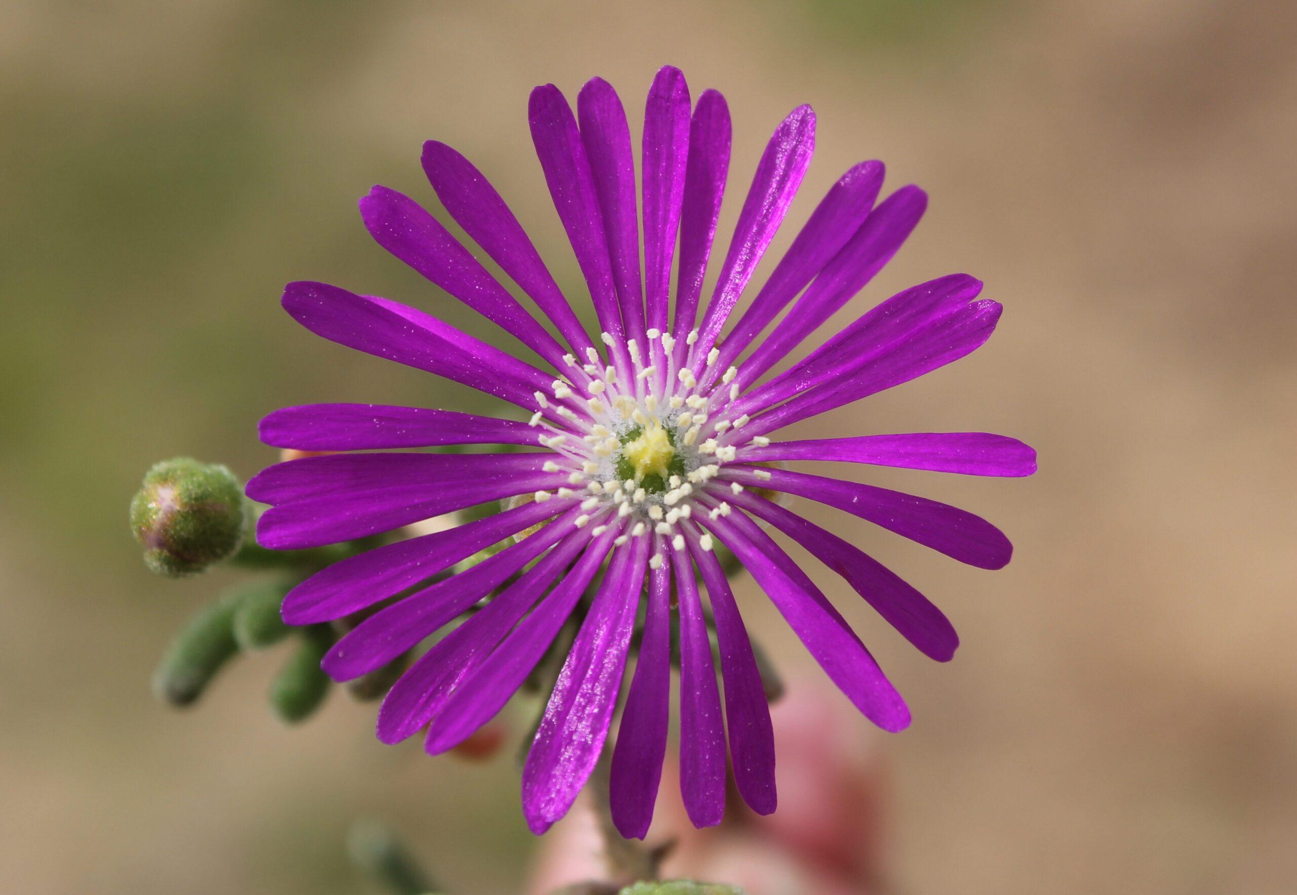Acem Halısı Çiçeği