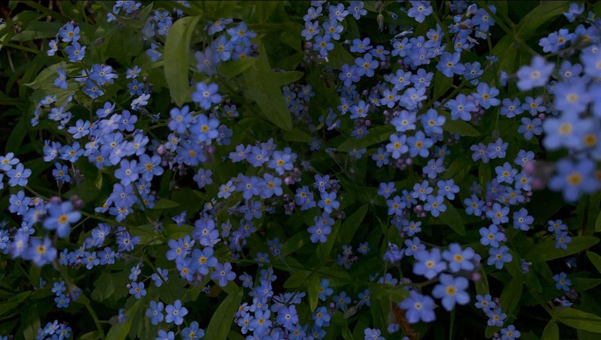 Unutulmaz Bir Çiçek: Unutmabeni Çiçeği