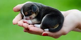 Köpek Gençlik Hastalığı