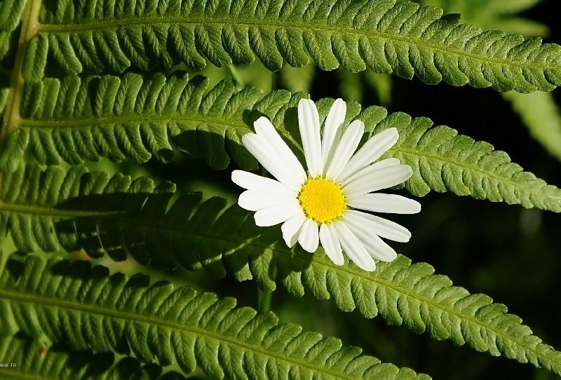 Doğanın Sessiz İletişimi: Bitkiler Arasındaki Haberleşme