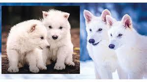 Ulu Kurtlar Geri Mi Döndü?