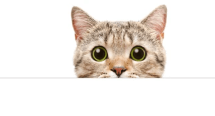 Kedinizin Sizinle Daha Çok Temas Kurmasını Sağlayacak 7 Öneri