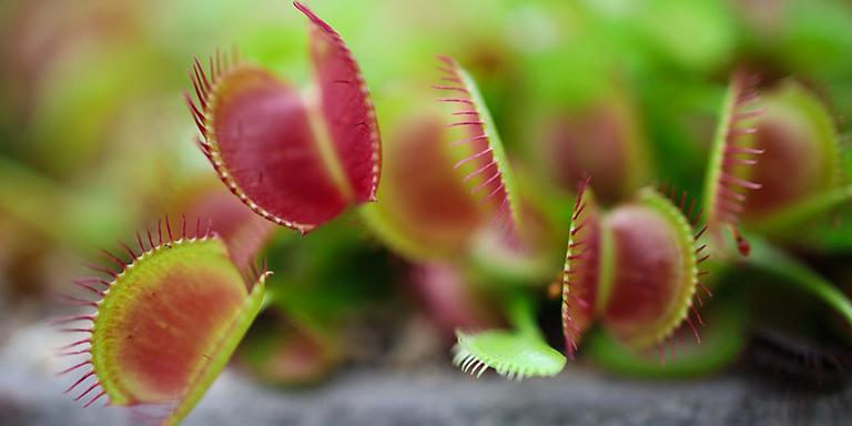 Böceklerin Korkulu Rüyası Venüs Sinekkapan Bitkisi