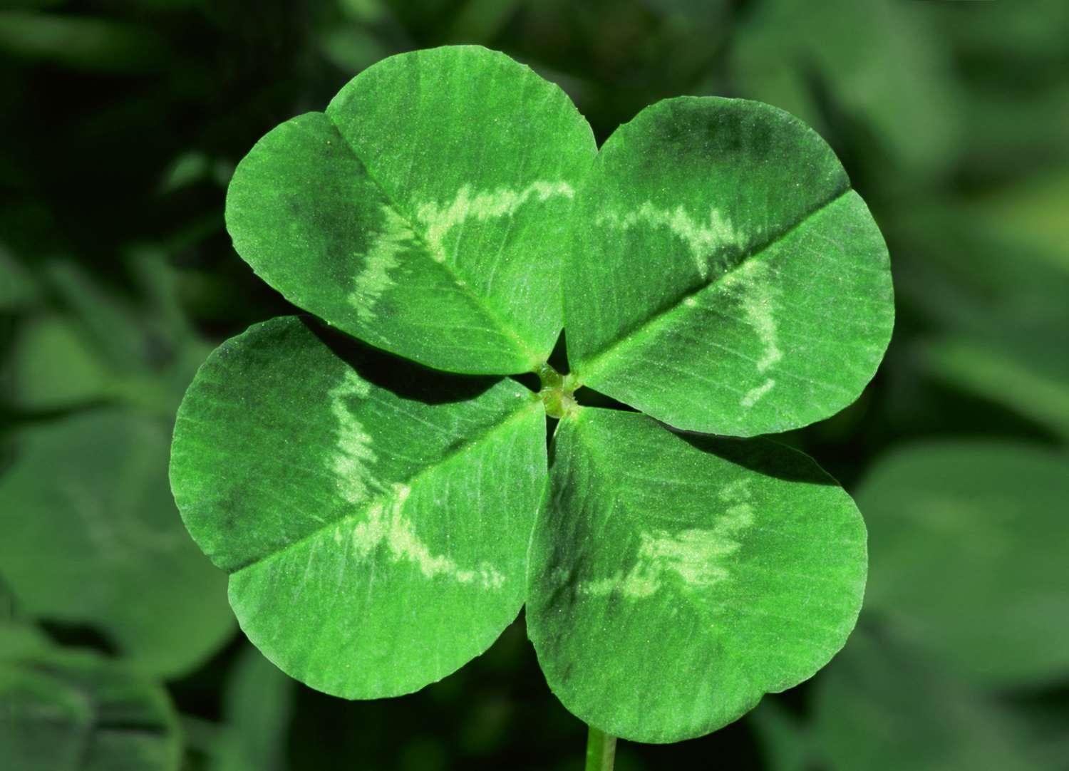 Understanding Luck: Belief, Behavior, and the Power of Perception