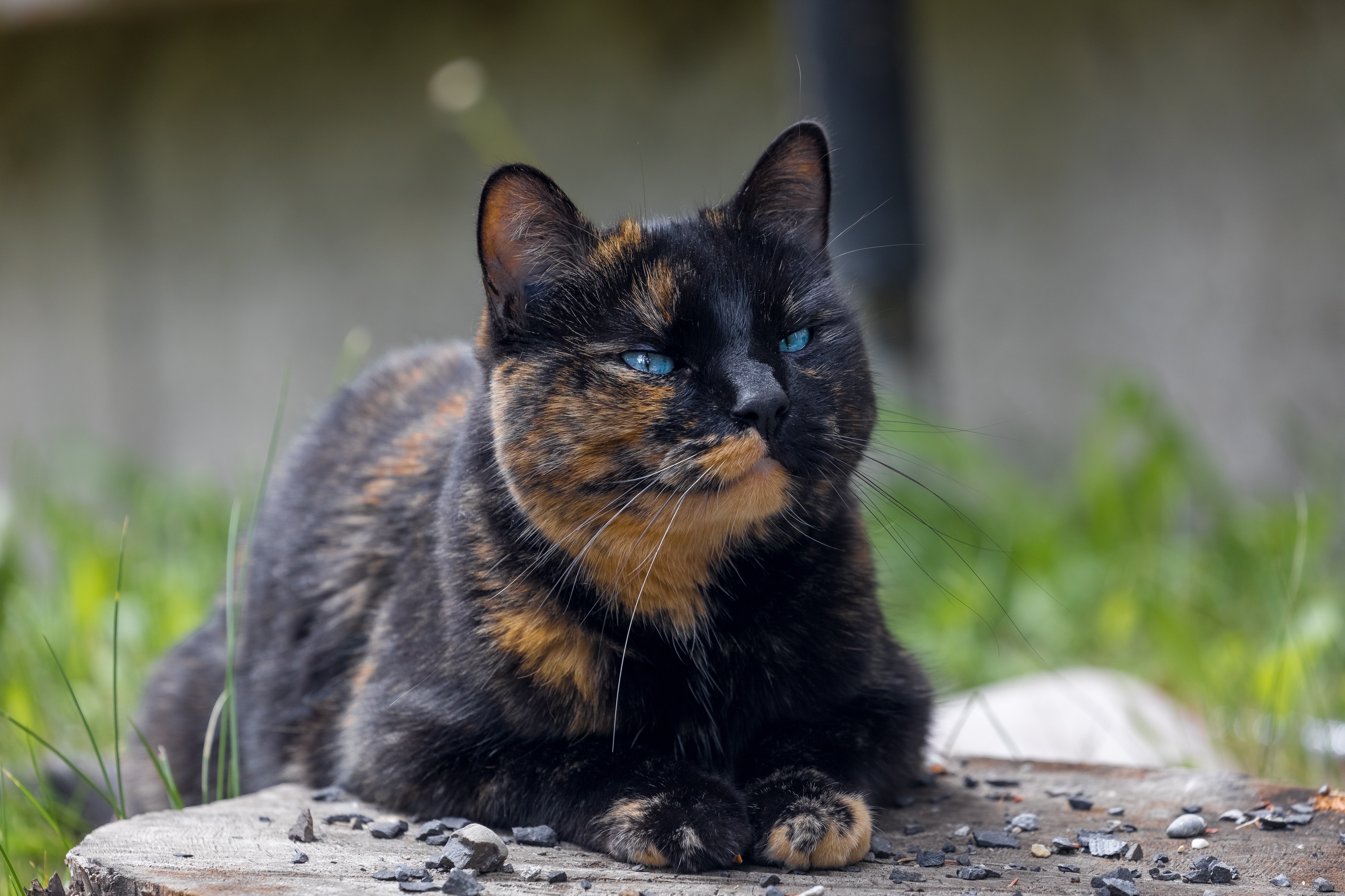 Кошка черная с рыжими пятнами порода. Tortoiseshell Cat порода. Черепаховая кошка Калико. Сибирская черепаховая кошка. Черно рыжая черепаховая кошка.